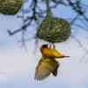 Black-headed Weaver Bird