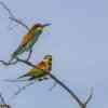 European bee-eater