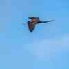 Frigate Bird