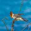 Red-crested cardinal female