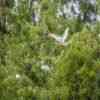 Red-footed booby