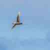 Red-tailed tropicbird