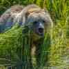 Grizzly Knight Inlet