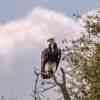 White-headed vulture