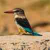 Brown-hooded kingfisher