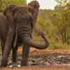 Elephant spraying mud