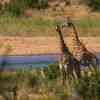 Giraffes at a river