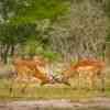 Impalas rutting season