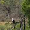 African fish-eagle