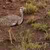 Black-bellied bustard