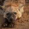 Hyena