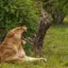 Lioness yarning