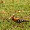 African-hoopoe