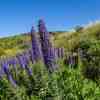 Echium candicans or the Pride of Madeira, endemic