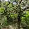 Huge old tree close to Casa Rabacal