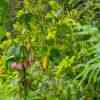 Banana Passion Fruit and flower