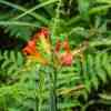 Flower along the trail