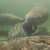 Manatees