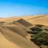 Thick bushes in the Maspalomas Dunes