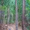 Nounou West Trail - Cook Pine Trees