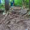 Rooted hiking trail to Mt Nounou 