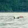 Orca in front of kayak