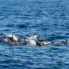 Common Dolphins