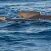 Pilot whales