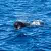 Pilot whales