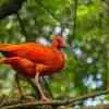 Red scarlet ibis