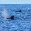 Pilot Whales Tenerife