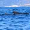 Pilot Whales Tenerife