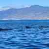 Pilot Whales Tenerife