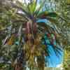 Palm Tree at Nualolo Trail