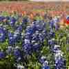 Bluebonnets