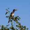 Crowned Hornbill