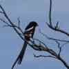 Magpie shrike