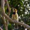 Crested barbet