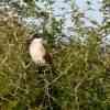 Burchell's coucal