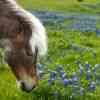 Bluebonnets