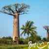 Avenue de Baobab