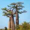 Avenue de Baobab