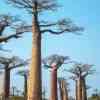 Avenue de Baobab