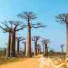 Avenue de Baobab