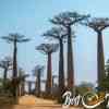 Avenue de Baobab