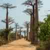 Avenue de Baobab