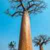 Avenue de Baobab