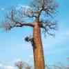 Avenue de Baobab