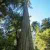 Big Basin Redwoods