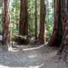 Big Basin Redwoods